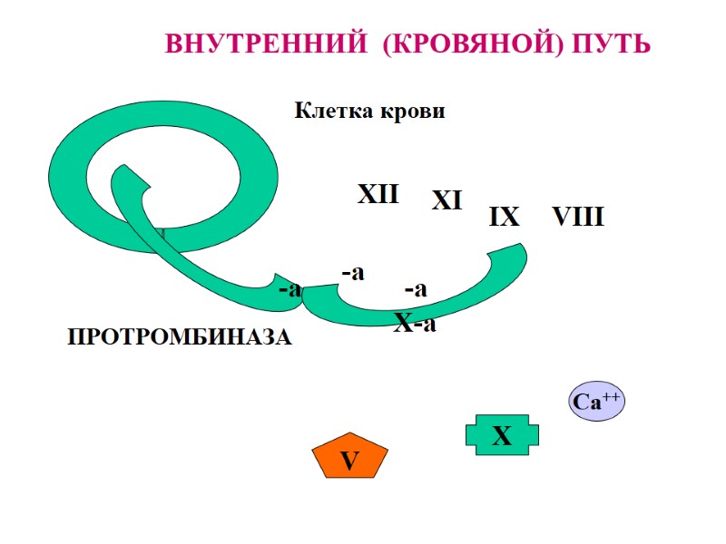 ВНУТРЕННИЙ  (КРОВЯНОЙ) ПУТЬ Клетка крови XII -a XI -a IX -a VIII Ca++